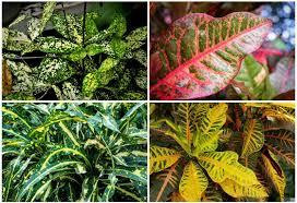Next article17 best red plants in florida with pictures. Different Types Of Croton Plants Garden Lovers Club