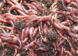 Image result for Red Wigglers