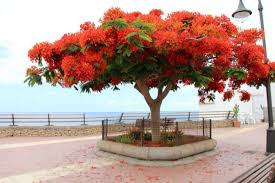 Temukan gambar bunga yang indah. Gambar Bunga Flamboyan Yang Begitu Indah Flamboyan Kebun Kebun Bunga