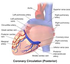 Because the rest of the body, and most especially the brain, needs a steady supply of oxygenated blood that is free of all but the slightest interruptions. Special Circulations Of The Cardiovascular System Online Medical Library