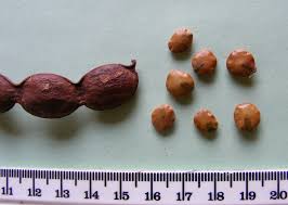 Image result for Cathormion