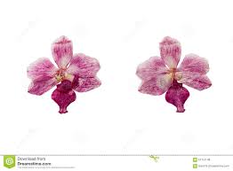 Pin On In The Language Of Orchids