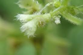 Image result for Acalypha brachystachya