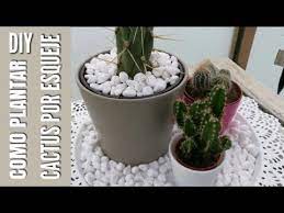 Explicación muy detallada paso a paso. Como Reproducir Cactus Por Esquejes Facil Transplantar Cactus Sin Raiz Reproduccion De Cactus Youtube
