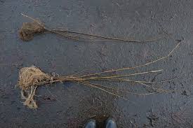 Image result for Faroa involucrata