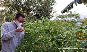 Cara menanam bawang merah kali ini telah dilakukan oleh mitra kami yang bernama bpk zein dari. Bptp Balitbangtan Kaltim Posts Facebook