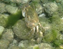 **vendita online pesci tropicali d'acqua dolce per. File Granchio D Acqua Dolce Png Wikipedia