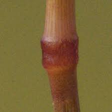 Image result for Microchloa altera