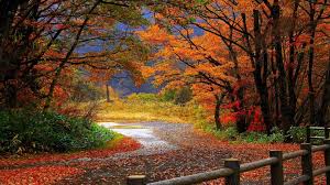 Menikah adalah momen yang diharapkan terjadi sekali seumur hidup, maka tidak berlebihan jikalau Autumn Leaves Begin To Fall Hd Wallpaper Background Image 1920x1080