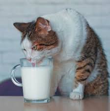 Beyaz Kedi Isimleri Heykedi