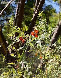 Image result for Tecoma fulva