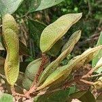 Image result for Anthonotha