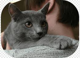 Korat Chartreux Rus Mavisi Britanya Ile Ilgili Stenografi Nebelung Animalier Memeli Kedi Memeli Gibi Etobur Png Pngwing