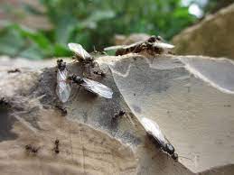 Ameisen mit flügel in der wohnung. Krabbler Mit Flugeln Ameisen Auf Hochzeitsflug Bretten