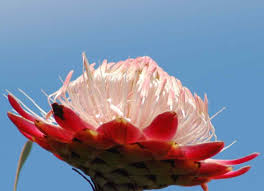 Image result for Monocymbium ceresiiforme