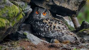 Image result for bubo bubo