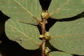 Image result for Bridelia ripicola