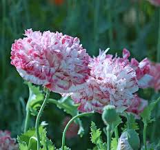 Mohn Rembrandt S Best Saatgut Mohn Mohnblume