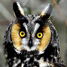 47 superb owls owl owl pictures long eared owl