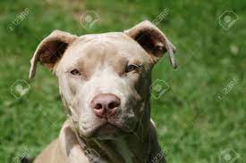 They are coded as b/b, b/b, or b/b and e/e, e/e, or e/e respectively, with regards to the e and b loci, which determine coat color. Young Champagne Colored Pitbull Pup Stock Photo Picture And Royalty Free Image Image 10759492