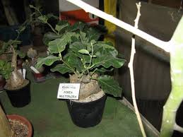 Image result for Fockea multiflora