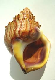 Image result for Struthiola scaettae