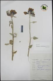 Image result for Hibiscus panduriformis