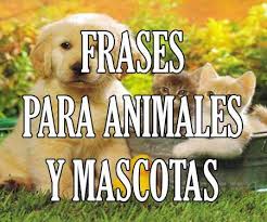 El 'mejor amigo de hombre' ha logrado hacerse presente en los mejores eventos a nivel mundial, y la liga mx no es la excepción. Frases De Mascotas Y Animales Para Reflexionar Contra El Maltrato