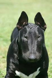 Black And White Bull Terrier All I Can Say Is Wow I Only Like White Bull Terriers But This Guy Is Real Nice Bull Terrier English Bull Terriers Black Bull Terrier