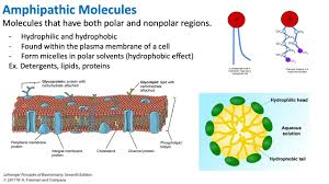 Lipid Molecule Size Monolayer - Determination Of The Size Of Amphipathic  Molecules By Monolayer Aim - Studocu