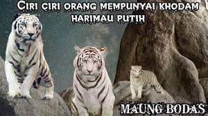 We did not find results for: Foto Macan Lodaya