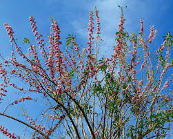 Image result for Gliricidia