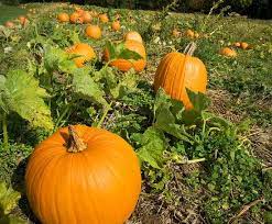How To Grow Pumpkins Fruit Garden Edible Garden Autumn Garden