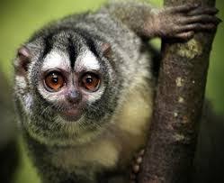 Bird That Sounds Like A Monkey At Night Gray Bellied Night Monkey Aotus Lemurinus Also Called The Grey Legged Douroucouli 3 Or Lemurine Owl Monkey Google Search Primates Owl Monkey