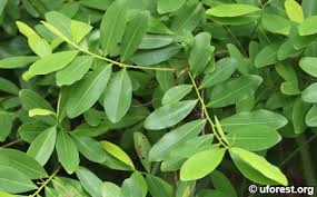 Image result for Erythroxylum zambesiacum