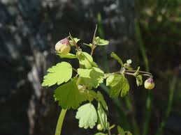 Image result for Isopyrum nipponicum