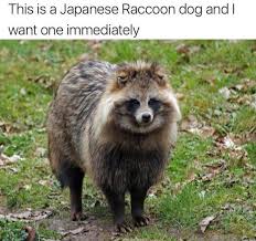 Funny Animal Pictures Of The Day 24 Pics Ad Japanese Raccoon Dog Raccoon Dog Cute Animals