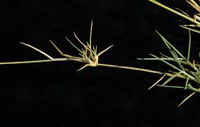 Image result for Sporobolus spicatus