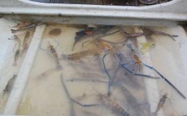Kami merupakan pengusaha kolam penternakan udang galah (macrobrachium rosenbergii) yang bertapak di kuala kangsar perak. Kawal Harga Si Sepit Biru