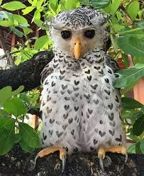 Pin By Zzak C On Animals Owl Beautiful Birds Animals