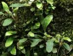 Image result for Elaphoglossum lancifolium