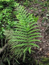 Image result for Amblovenatum