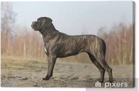 (emotional, intelligent,guardian of property, family and. Cane Corso Adulte De Profil Immobile Canvas Print Pixers We Live To Change