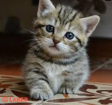 Minuet cats are wonderful family pets, as they are very sweet and loving, and they get along well with children and other pets. Beautiful Munchkin Kitten For Sale For Sale Labeb Open Souq