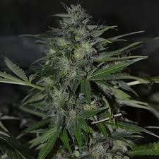 Lowryder #2 from joint doctor is the successor of the original lowryder seeds that we all know and love as being one of those first autoflowers that appeared on the market. Lowryder 2 Our Private Label