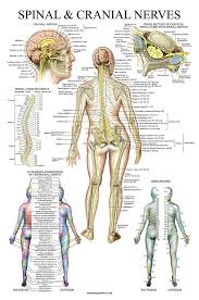 Spinal Nerves Anatomical Chart Spine And Cranial Nervous System Anatomy Poster With Dermatomes Laminated 18 X 27