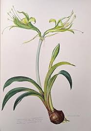 Flowers of the Brazilian Forests