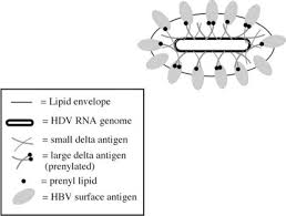 These 2 viruses share the same routes of transmission (parenteral, sexual. Testing Antivirals Against Hepatitis Delta Virus Springerlink