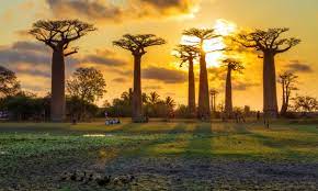 Madagascar's food reflects the country's cultural diversity. Madagascar More Than Just Lemurs Learnenglish Teens British Council