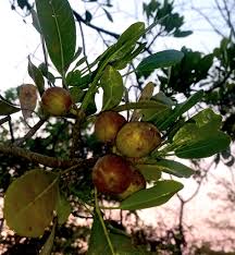 Image result for Boscia salicifolia